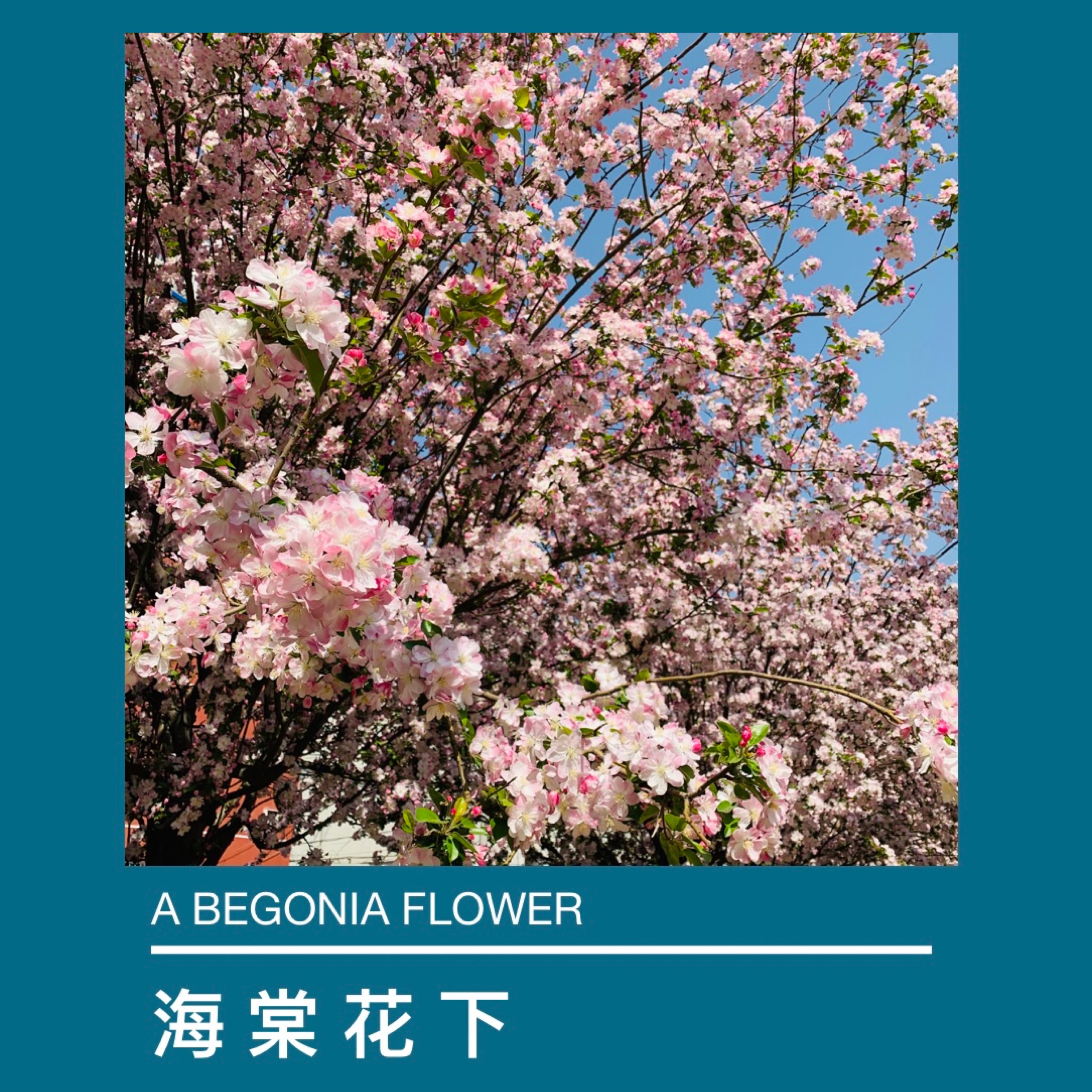 海棠花下A BEGONIA FLOWER