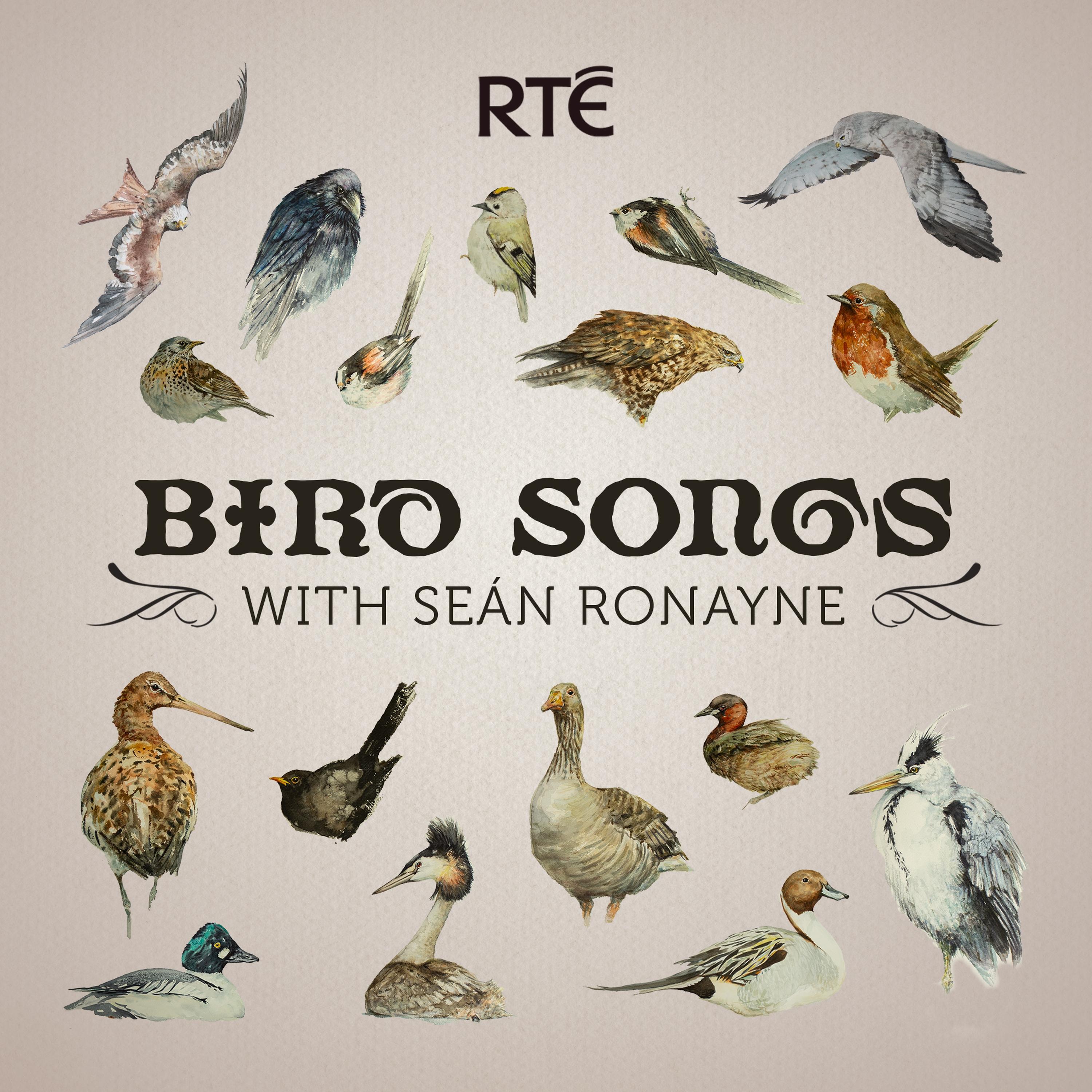 Bird Songs with Seán Ronayne