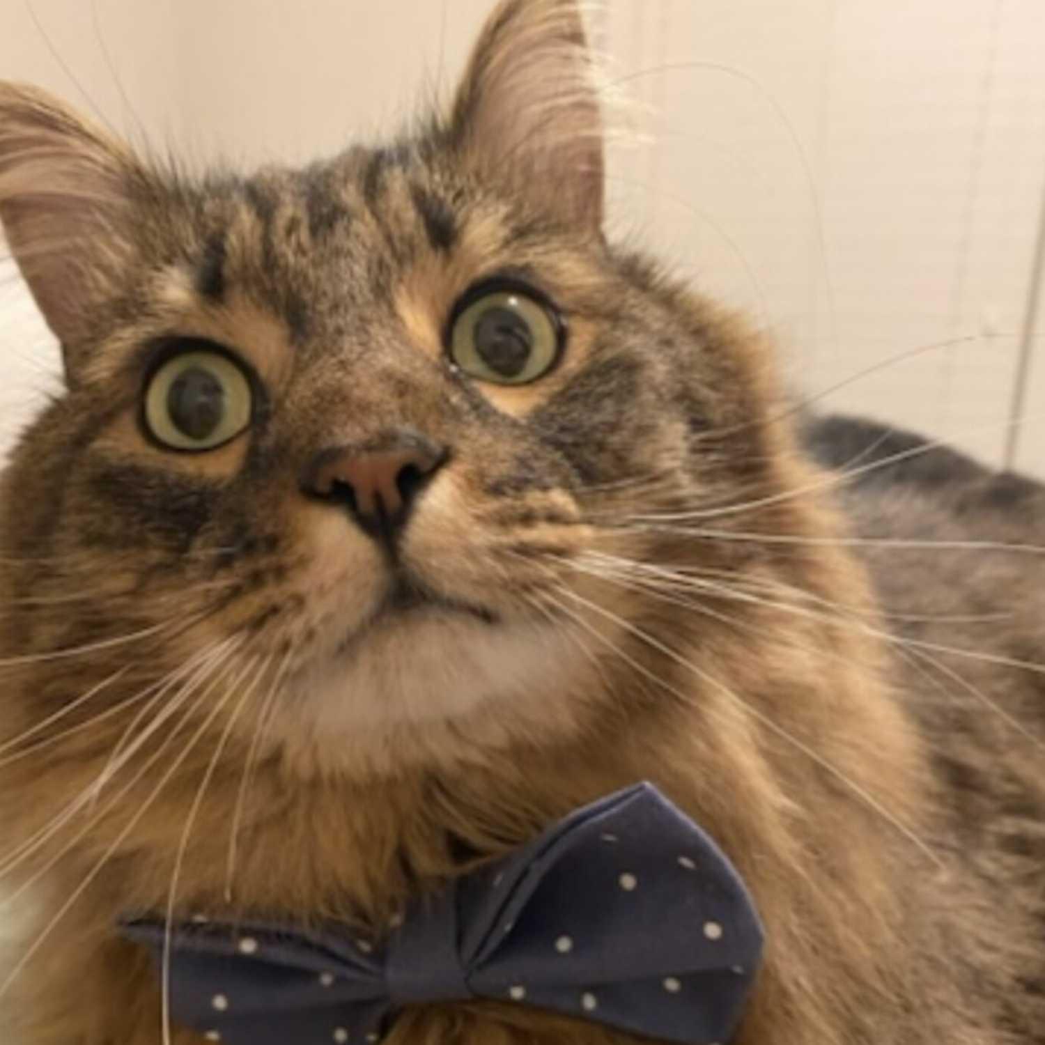 Merry Christmas Beautiful!