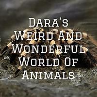Dara's Weird And Wonderful World Of Animals