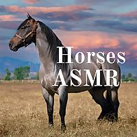 Horses ASMR