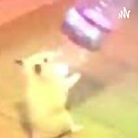 HAMSTER POTCAST NR.1