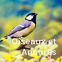 Oiseaux et Anoures