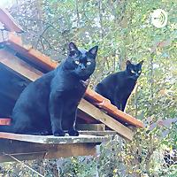 Literaturaevida - Gatos Contadores