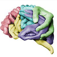 O que a neurociência traz para a educação.