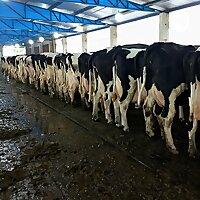 Melhoramento Genético Em Vacas Holandesas