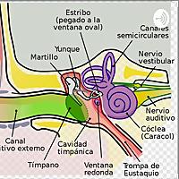 Anatomía Del Oído