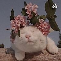 TikTok en la vida diaria