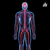 Sistema Nervoso - de forma simples