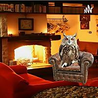 Trailer - RED OWL'S CHILLING ROOM
