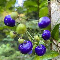 Siti_Nor_Adilah-142780