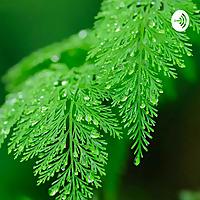 Sage Dilwale