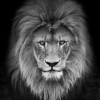 Vendes o Vendes, sacale provecho a la vida