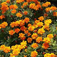 Worship and Praise Mixes