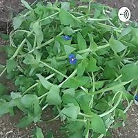 Agriculture Secrets