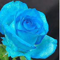 引き寄せの法則エイブラハム　スペシャリティチャンネル（悩み解消・健康・人間関係・パ