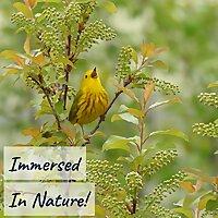 Immersed In Nature: Nature Sounds for Sleep and Relaxation