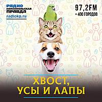Хвост, усы и лапы