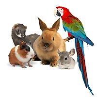 ÉMISSION PASSIONE ANIMALE