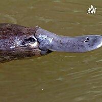 El Animal Que Muchos Piensan Que No Es De Este Planeta