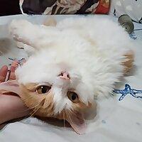 喵喵如意和阿彌陀佛爸爸