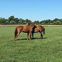 Conversations in Equine Science